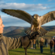Falconry News
